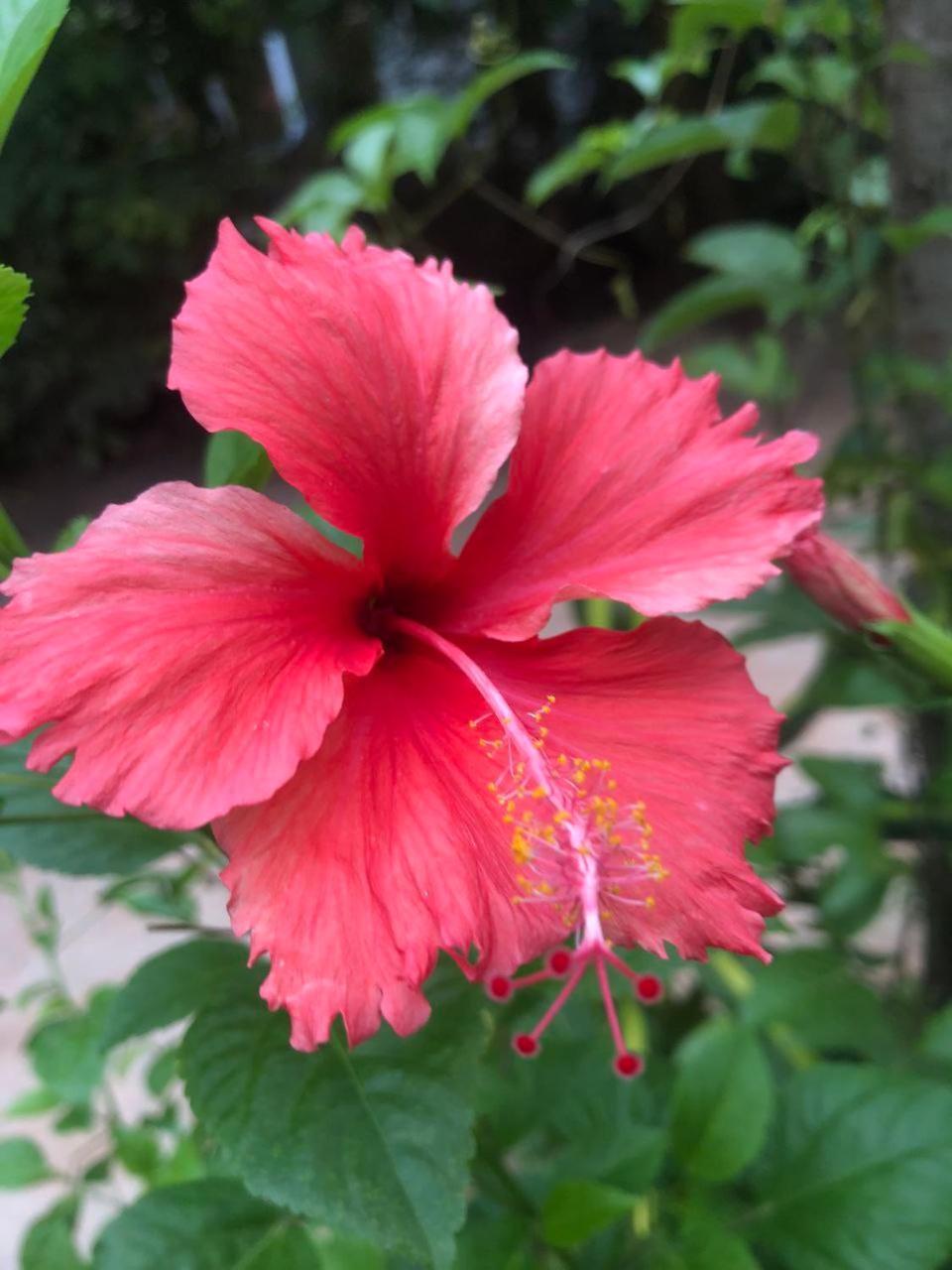 Sok Phen Homestay Siem Reap Buitenkant foto