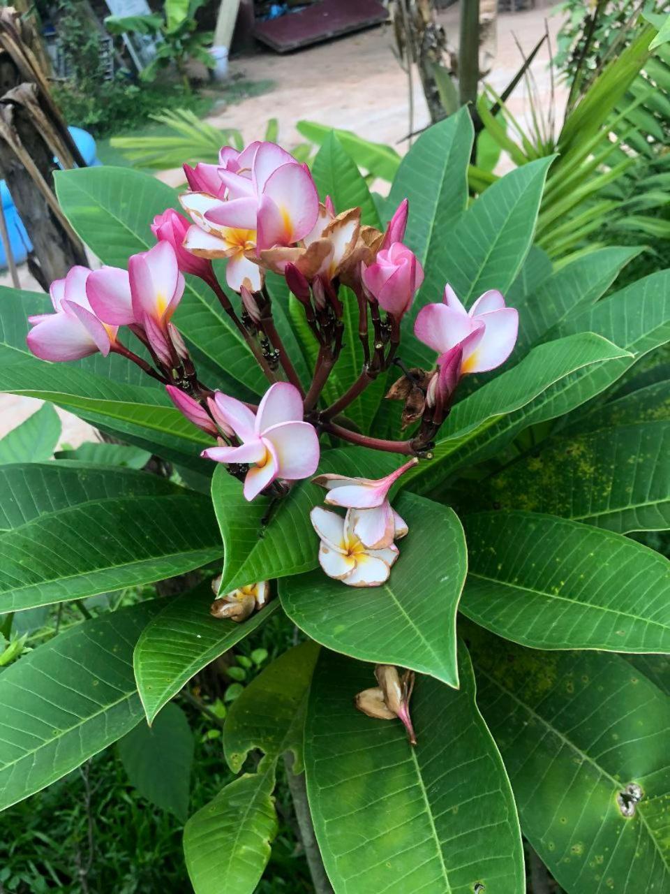 Sok Phen Homestay Siem Reap Buitenkant foto